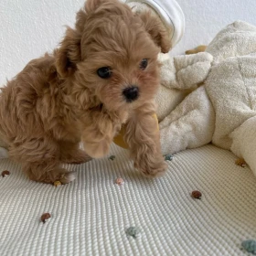 MALTIPOO, szczeniaki