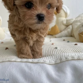 MALTIPOO, szczeniaki
