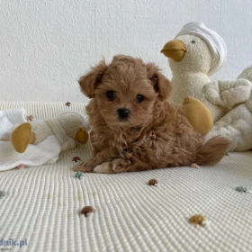 MALTIPOO, szczeniaki