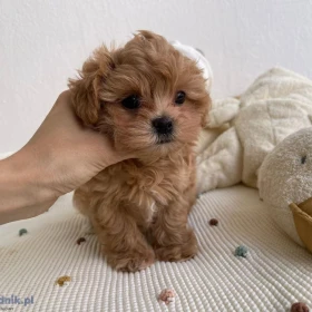 MALTIPOO, szczeniaki