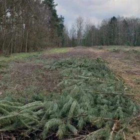 Karczowanie, rekultywacja, wycinka drzew, mulczowanie