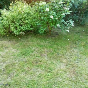 Koszenie trawy. TANIO!