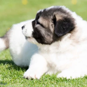 Owczarek kaukaski – szczenięta