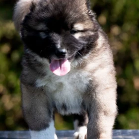 Owczarek kaukaski – szczenięta