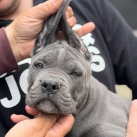 Cane Corso Szczenięta