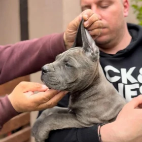 Cane Corso Szczenięta