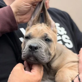 Cane Corso Szczenięta