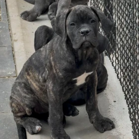 Cane Corso Szczenięta