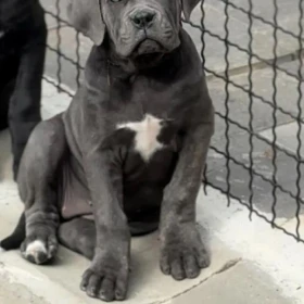Cane Corso Szczenięta