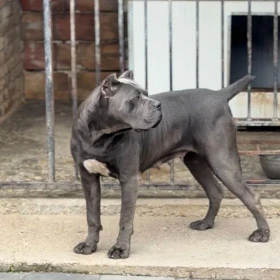 Cane Corso Szczenięta
