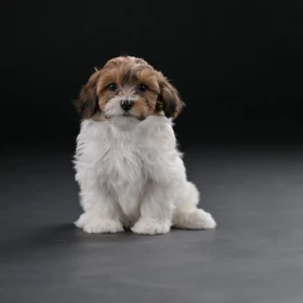 Bichon hawański piękne szczenięta