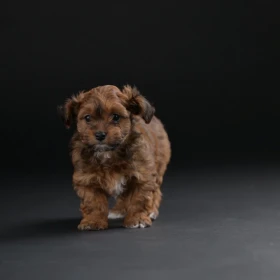 Bichon hawański piękne szczenięta
