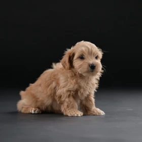 Bichon hawański piękne szczenięta