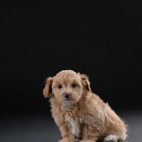 Bichon hawański piękne szczenięta