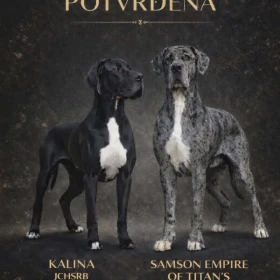 Dog niemiecki – piękne szczenięta