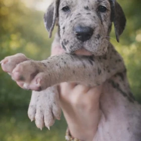 Dog niemiecki – piękne szczenięta