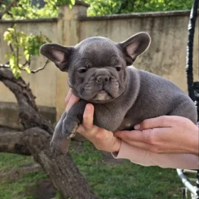 Buldog francuski szczenięta sky blue