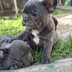Buldog francuski szczenięta sky blue