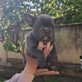 Buldog francuski szczenięta sky blue