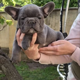Buldog francuski szczenięta sky blue