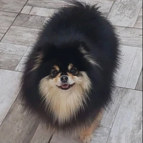 Hodowla pomeranianów na sprzedaż