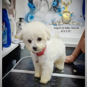 Bichon Frise szczenięta