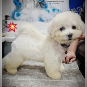 Bichon Frise szczenięta