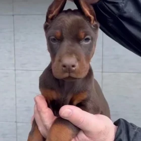Doberman – Szczenięta na sprzedaż