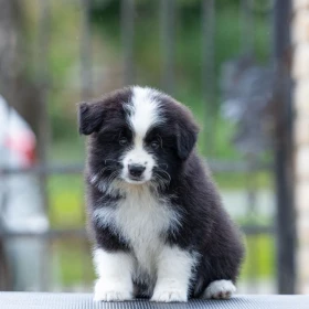 Border Collie – Piękne szczenięta