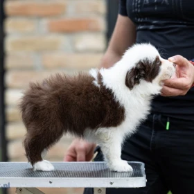 Border Collie – Piękne szczenięta