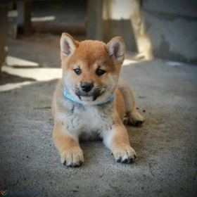 Shiba Inu – Piękne szczenięta