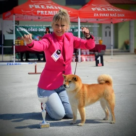 Shiba Inu – Piękne szczenięta