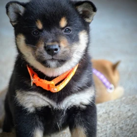 Shiba Inu – Piękne szczenięta