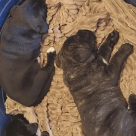 Cane Corso piękne szczenięta