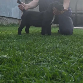 Cane Corso piękne szczenięta