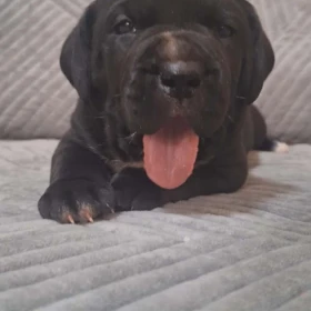 Cane Corso piękne szczenięta