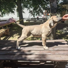 Cane Corso – Piękne szczenięta Formentino na sprzedaż