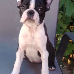 Boston Terrier – Szczenięta