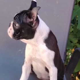 Boston Terrier – Szczenięta
