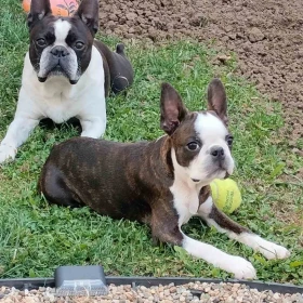 Boston Terrier – Szczenięta