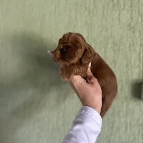 Czerwone szczenięta Cockapoo