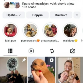 Czerwone szczenięta Cockapoo
