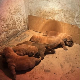 Szczenięta dogue de Bordeaux