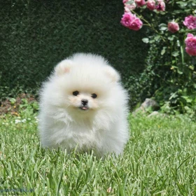 Pomeranian BOO typu miś – szczenięta szpica pomorskiego