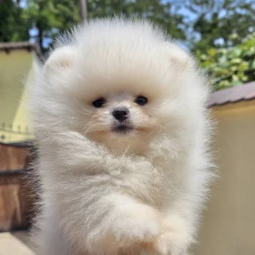 Pomeranian BOO typu miś – szczenięta szpica pomorskiego