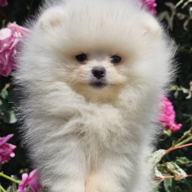 Pomeranian BOO typu miś – szczenięta szpica pomorskiego