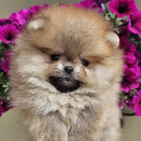 Pomeranian BOO typu miś – szczenięta szpica pomorskiego