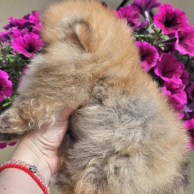 Pomeranian BOO typu miś – szczenięta szpica pomorskiego