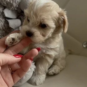 Maltipoo pieski i sunie miniaturka do 2 kg F1