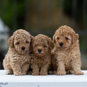 Toy Poodle – szczenięta